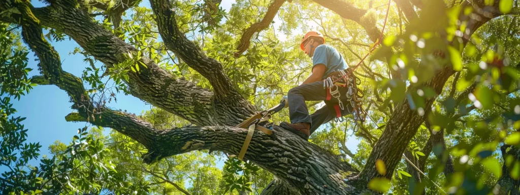 a skilled tree service professional expertly removes a large, unhealthy tree in a vibrant central florida landscape, sunlight filtering through the lush canopy, highlighting the commitment to safety and risk reduction for homeowners.