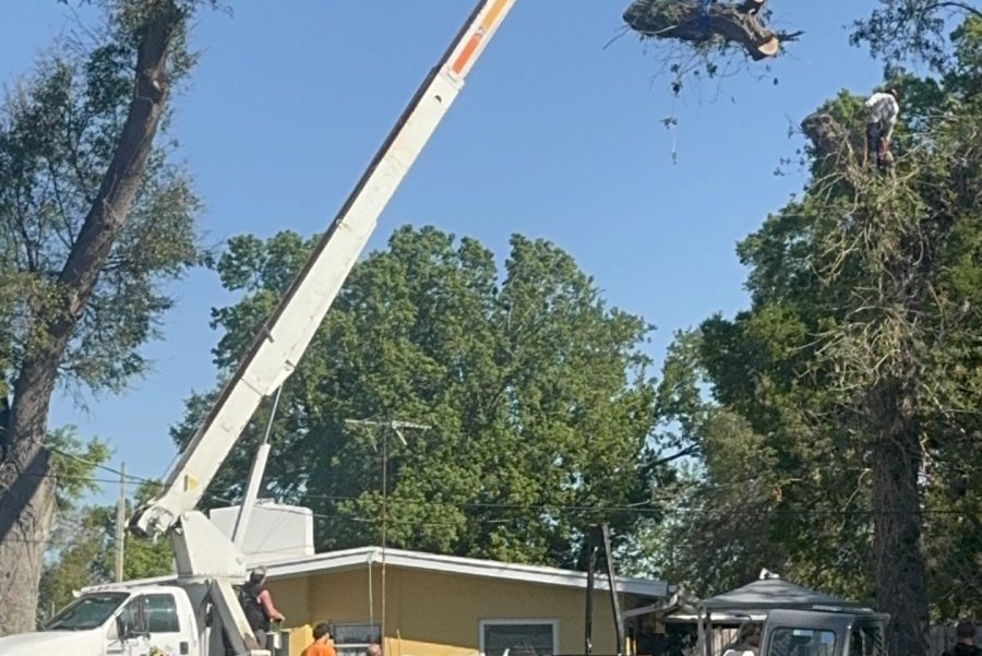 volusia tree service