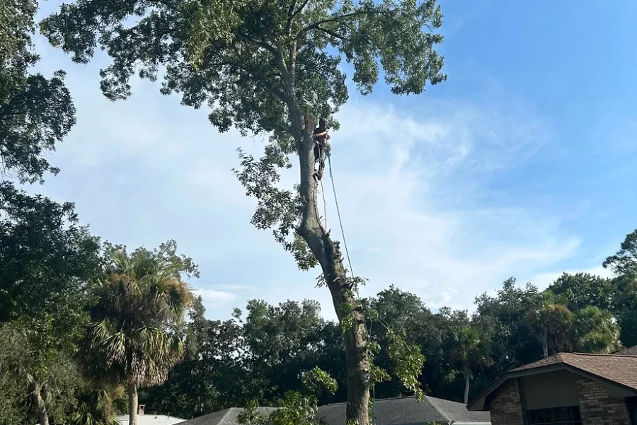 tree trimming volusia